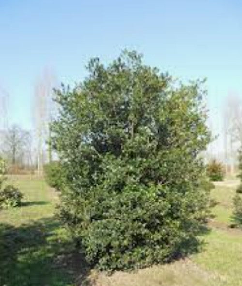 Osmanthus Armatus vaso 9