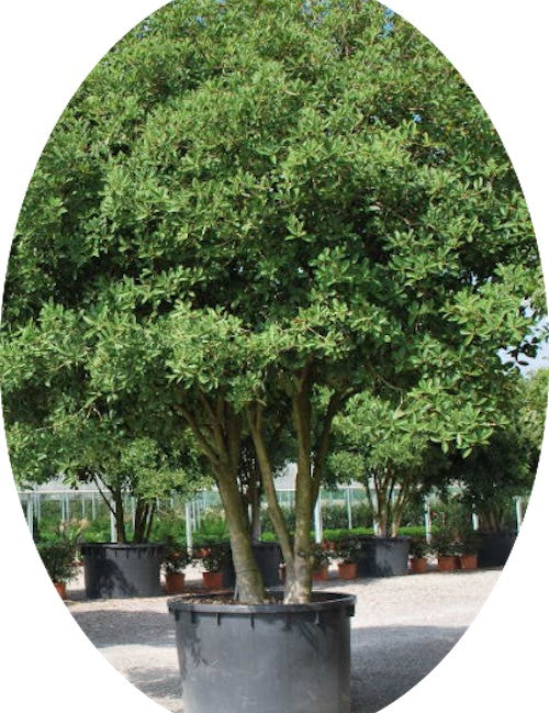 Osmanthus Armatus vaso 9