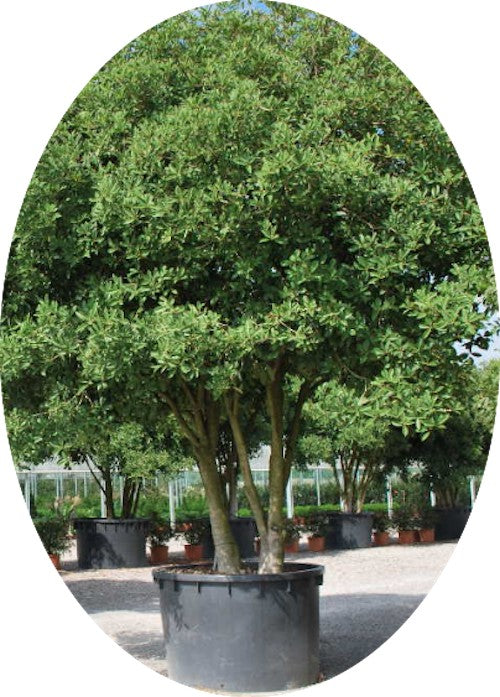 Osmanthus Armatus vaso 9