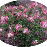 Syringa microphylla superba vaso 9