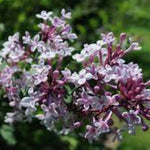 Syringa microphylla superba vaso 9