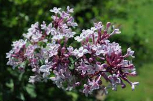 Syringa microphylla superba vaso 9
