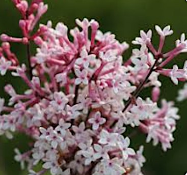 Syringa microphylla superba vaso 9
