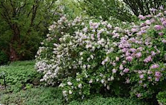 Syringa microphylla superba vaso 9