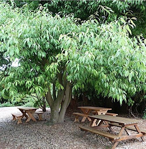 Quercus Myrsinifolia vaso 9