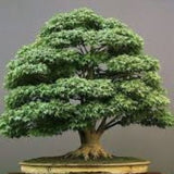 Quercus Myrsinifolia vaso 9