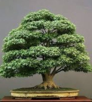 Quercus Myrsinifolia vaso 9