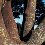 Quercus Myrsinifolia vaso 9