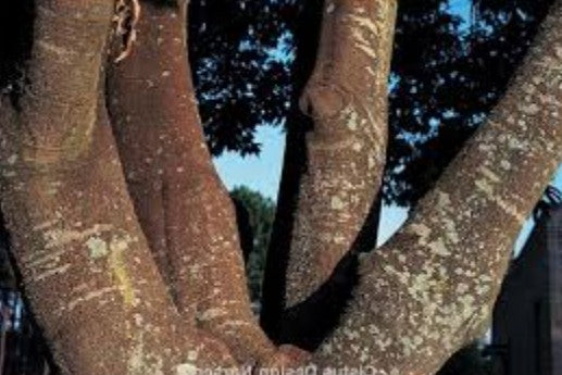 Quercus Myrsinifolia vaso 9