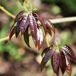 Quercus Myrsinifolia vaso 9