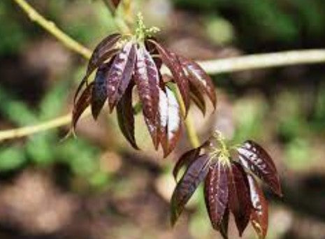 Quercus Myrsinifolia vaso 9