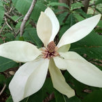 Magnolia Tripetala cm. 30/40