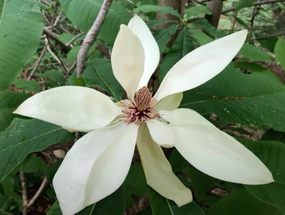 Magnolia Tripetala cm. 30/40