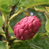 Magnolia Tripetala cm. 30/40