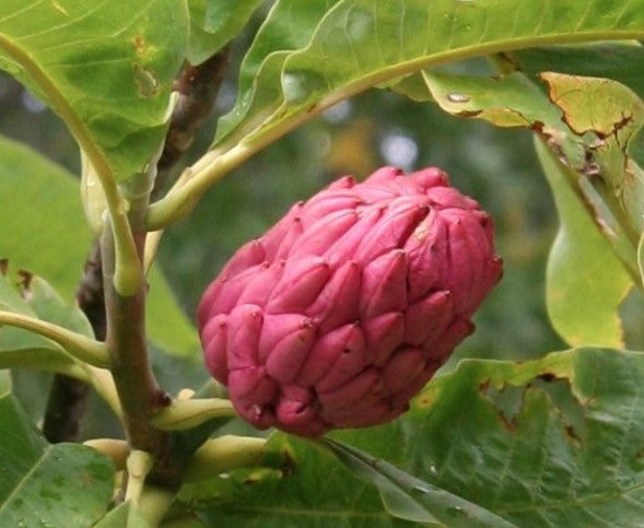 Magnolia Tripetala cm. 30/40