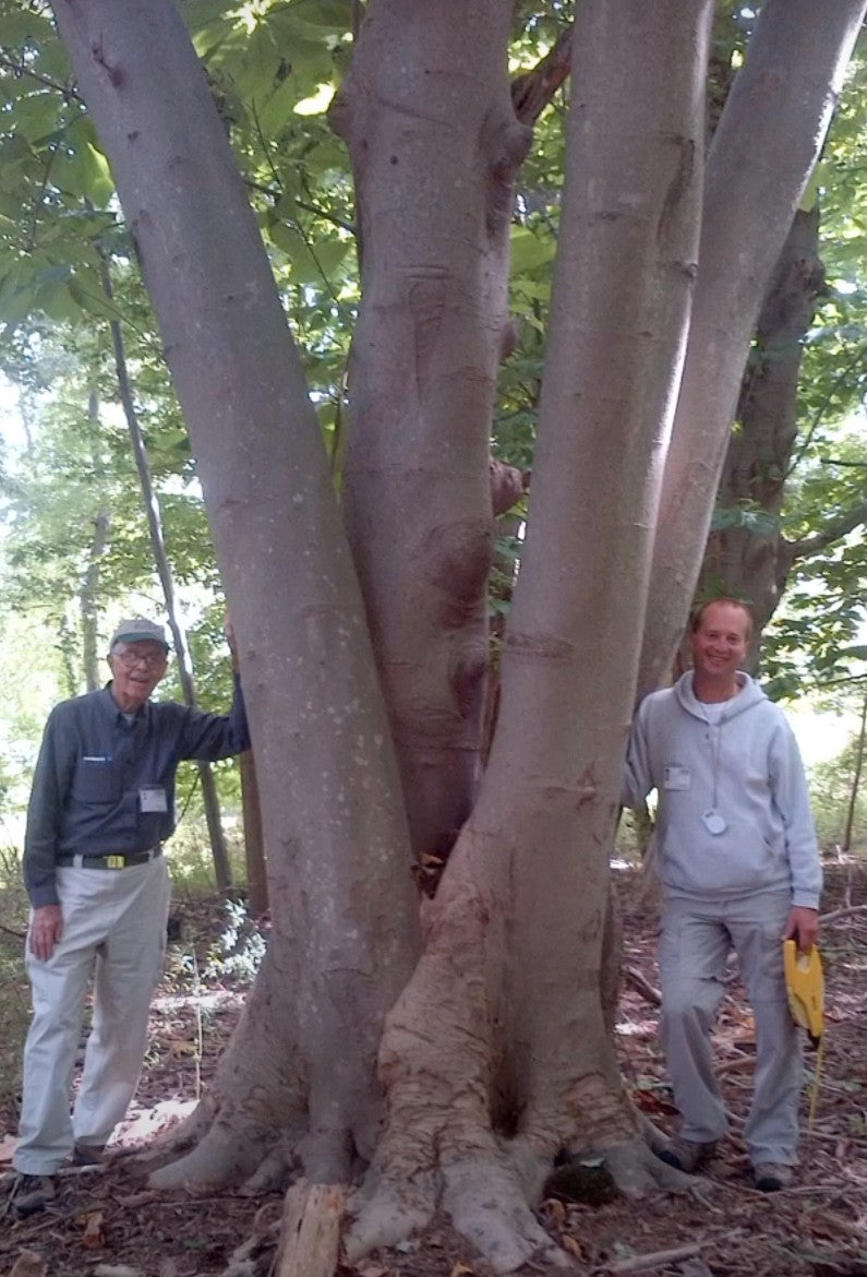 Magnolia Tripetala cm. 30/40