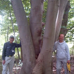 Magnolia Tripetala cm. 30/40