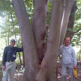 Magnolia Tripetala cm. 30/40