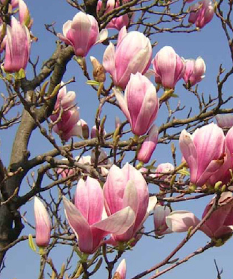 Magnolia Soulangeana vaso 9