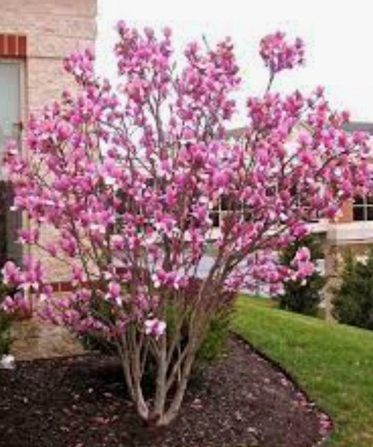 Magnolia Soulangeana vaso 9