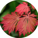 Acer Japonicum Aconitifolium vaso 15
