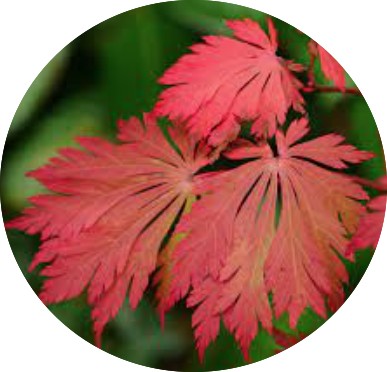 Acer Japonicum Aconitifolium vaso 15