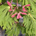 Acer Japonicum Aconitifolium vaso 15