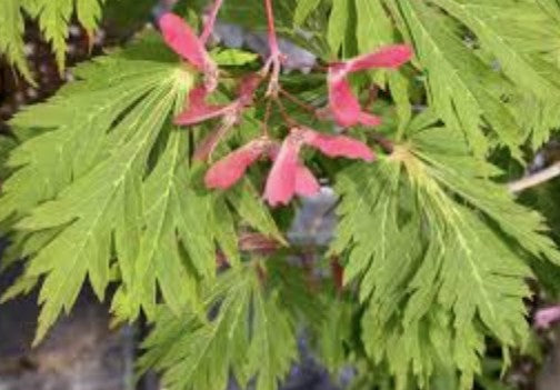 Acer Japonicum Aconitifolium vaso 15