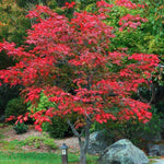 Acer Japonicum Aconitifolium vaso 15