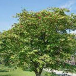 Acer Japonicum Aconitifolium vaso 15