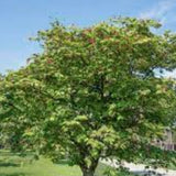 Acer Japonicum Aconitifolium vaso 15