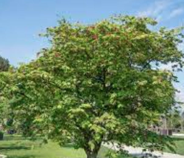 Acer Japonicum Aconitifolium vaso 15
