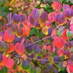 Cercidiphyllum japonicum  vaso 9