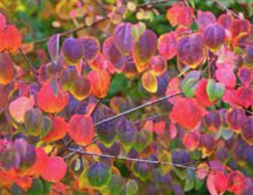 Cercidiphyllum japonicum  vaso 9