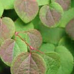 Cercidiphyllum japonicum  vaso 9