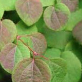 Cercidiphyllum japonicum  vaso 9