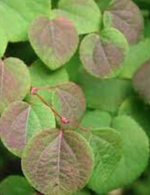 Cercidiphyllum japonicum  vaso 9
