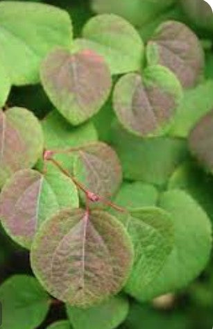 Cercidiphyllum japonicum  vaso 9