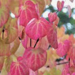 Cercidiphyllum japonicum  vaso 9