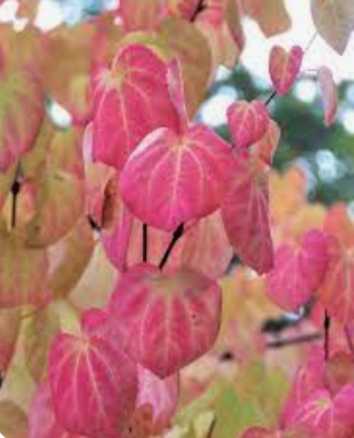 Cercidiphyllum japonicum  vaso 9