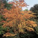 Cercidiphyllum japonicum  vaso 9