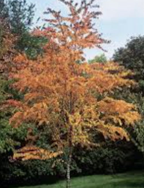 Cercidiphyllum japonicum  vaso 9