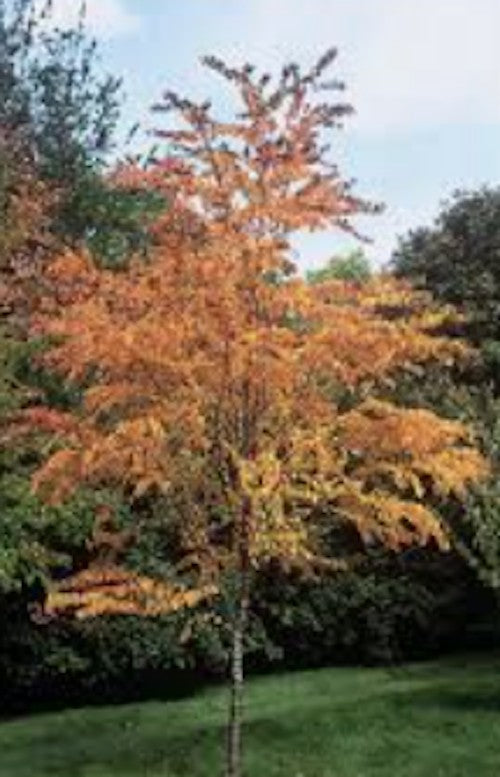 Cercidiphyllum japonicum  vaso 9
