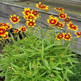 Coreopsis verticillata Ladybird
