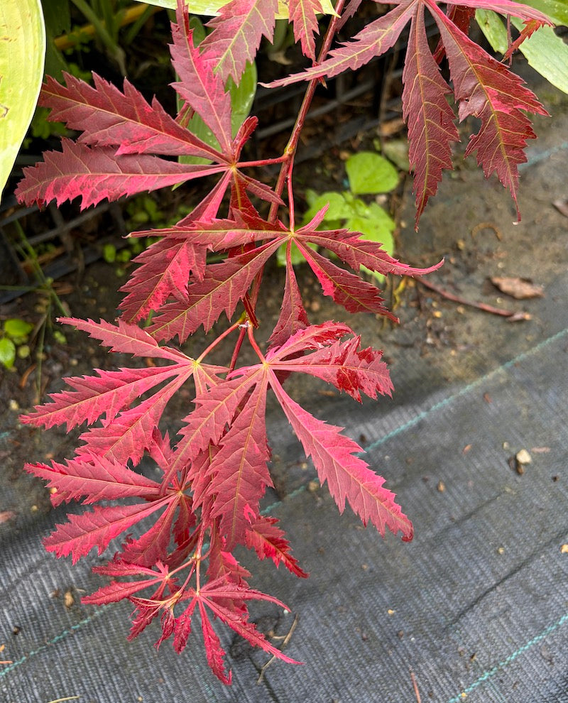 Acer palmatum Hana Matoi