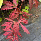 Acer palmatum Hana Matoi
