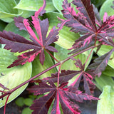 Acer palmatum Hana Matoi