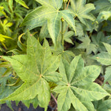 Acer Palmatum  Shoshika Saoshika v.9