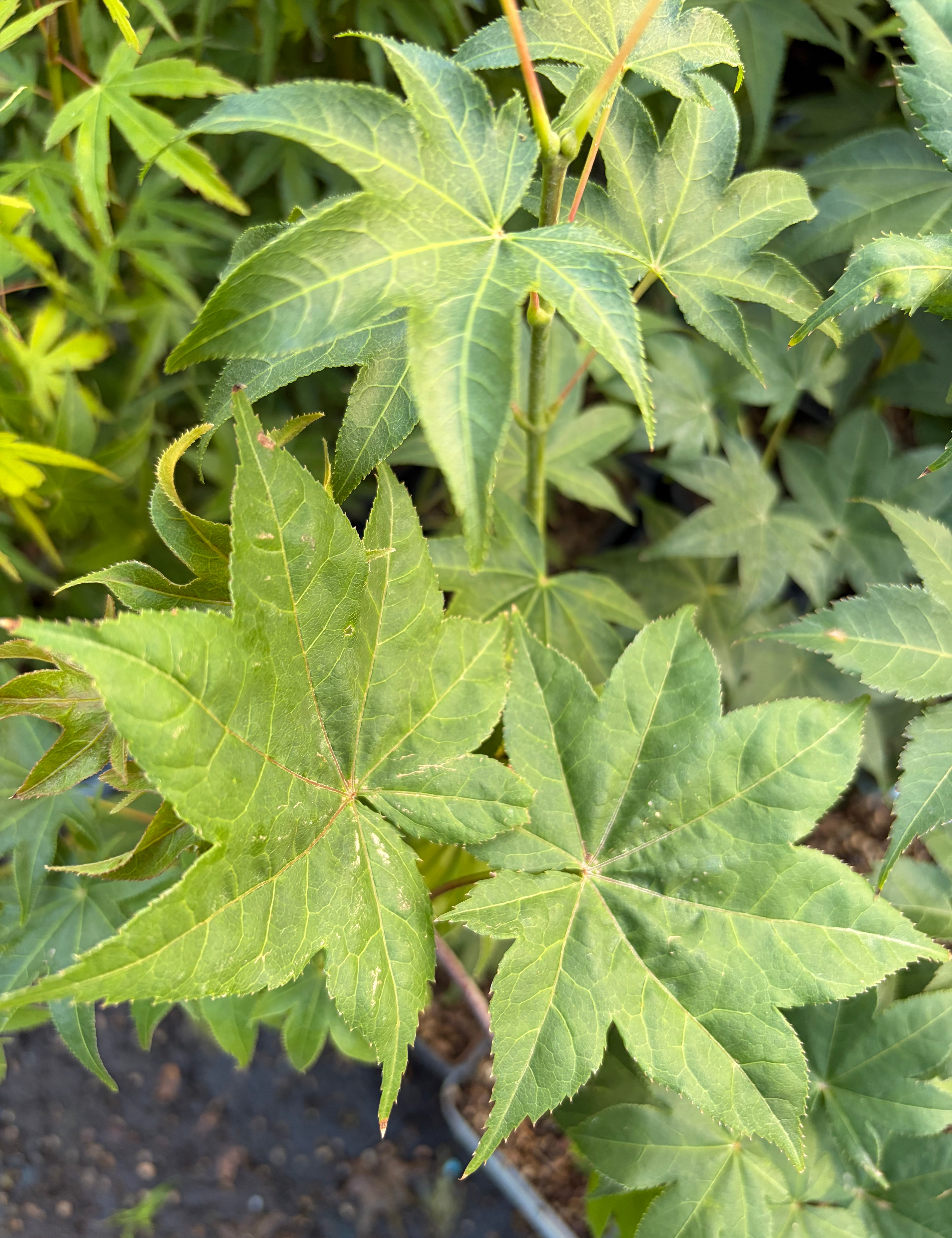 Acer Palmatum  Shoshika Saoshika v.9