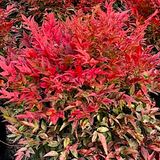 Nandina Twilight